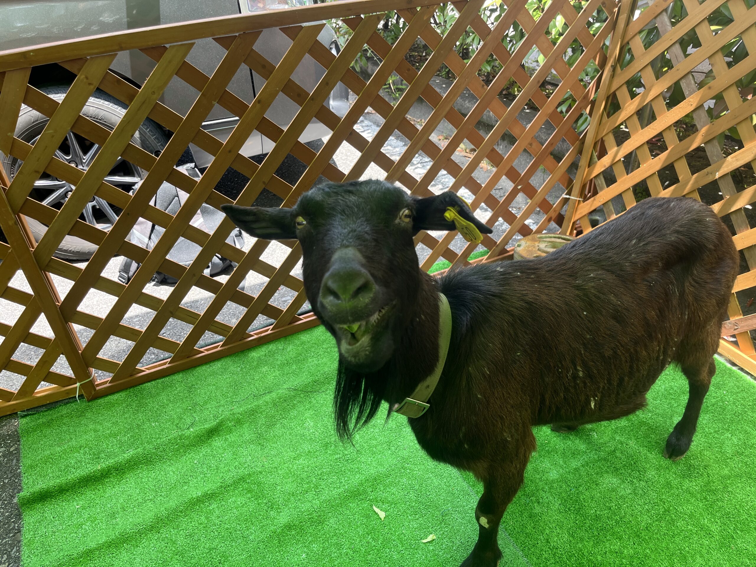 ふれあい動物園を実施しましたのサムネイル